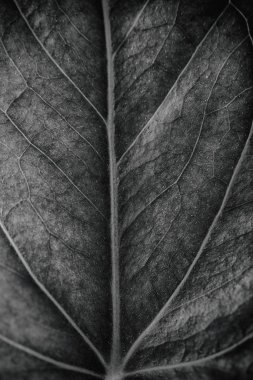 houseplants taze yaprak