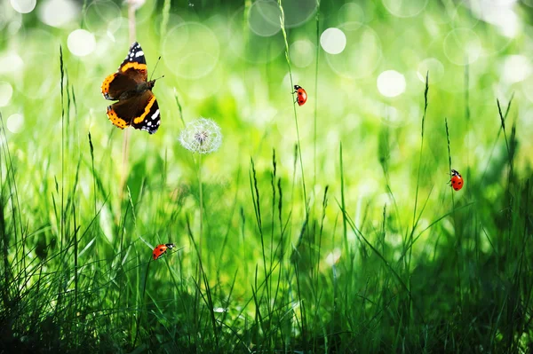 Sunny green field with ladybugs — Stock Photo, Image