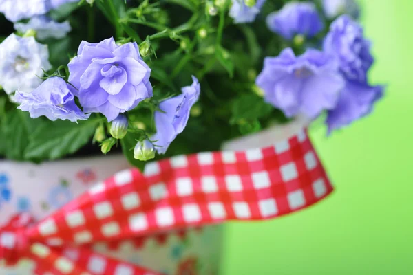Blauwe campanula bloemen — Stockfoto