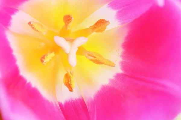 Beautiful tulip close up — Stock Photo, Image