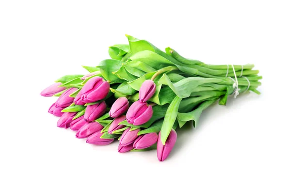 Hermosos tulipanes violetas — Foto de Stock