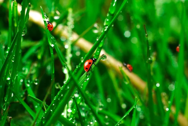 Joaninhas na grama verde — Fotografia de Stock