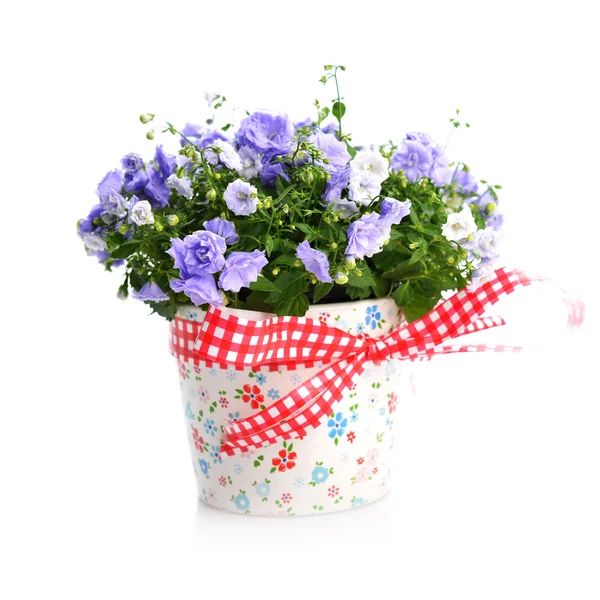 Blaue Glockenblume — Stockfoto