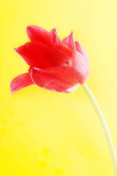 Tulipano rosso da vicino — Foto Stock