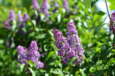 Güzel mor Eflatun çiçekler