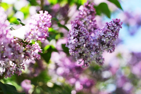 Purple lilac flowers — Stock Photo, Image