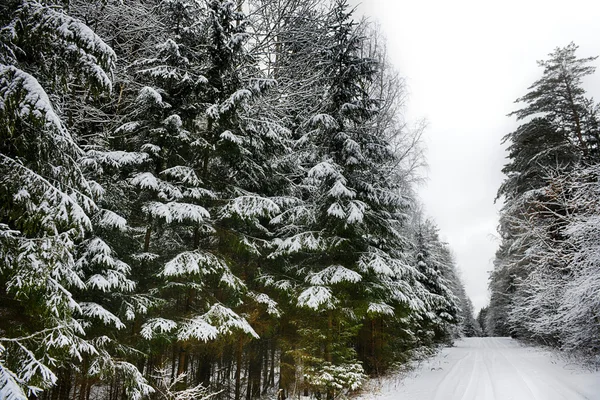 Floresta coberta de neve — Fotografia de Stock