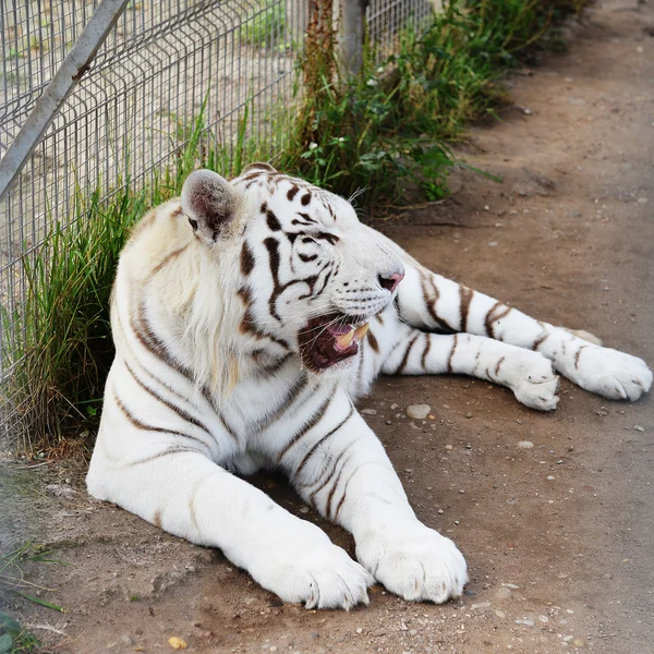 Tygr v kleci v zoo — Stock fotografie