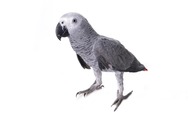 African gray parrot — Stock Photo, Image