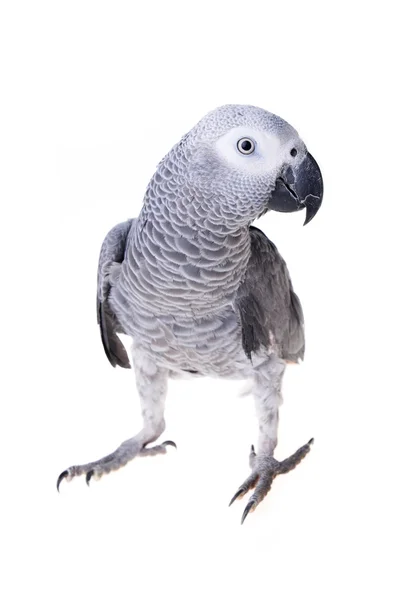 African gray parrot — Stock Photo, Image