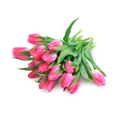 beyaz üzerine Pembe Laleler