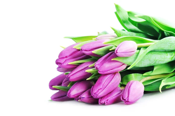 Pink tulips on white — Stock Photo, Image