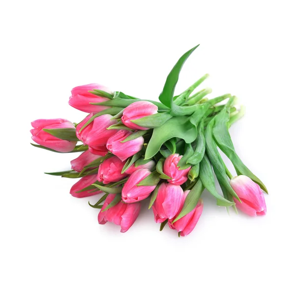 Roze tulpen op wit — Stockfoto