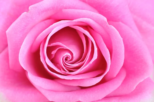 Pink rose close up — Stock Photo, Image