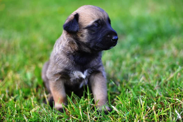 Filhote de cachorro na grama — Fotografia de Stock