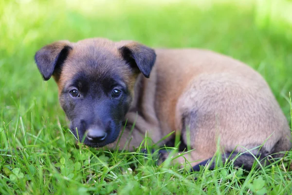 Young puppy in grass — Stock Photo, Image