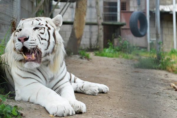 Tiger resting in cage — Stock Photo, Image