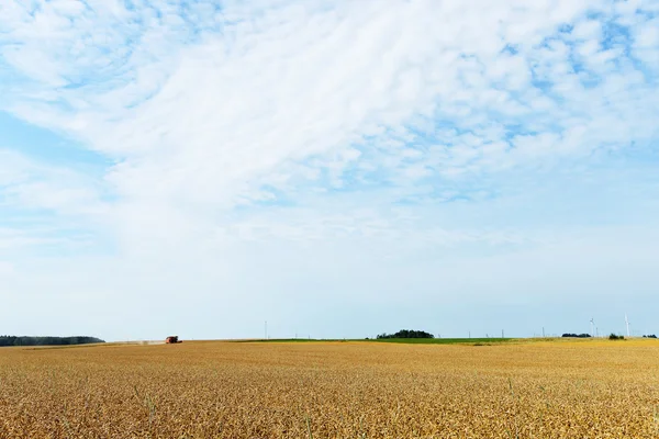 Field  in summer day — Stock Photo, Image