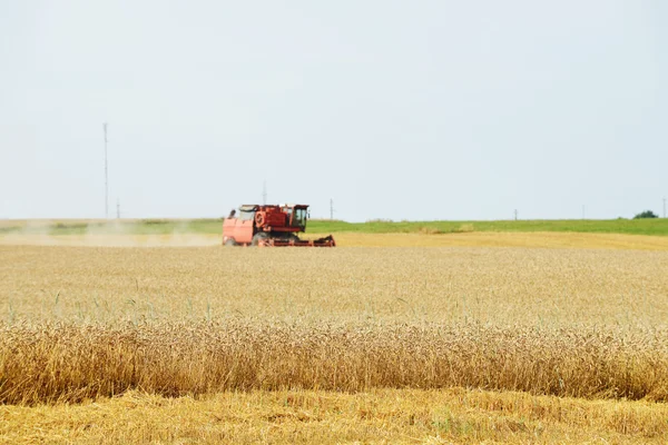 Feld im Sommertag — Stockfoto