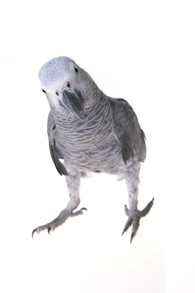 Afrikaanse grijze papegaai op wit — Stockfoto