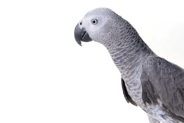Африканський сірий папуга на білому — стокове фото