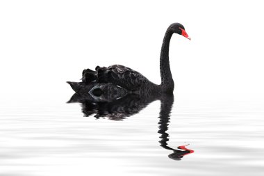 black swan on water clipart