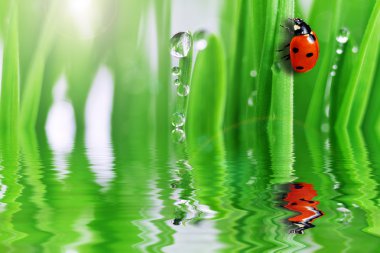 taze yeşil çim ve ladybugs