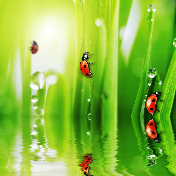 Fresh green grass and ladybugs — Stock Photo, Image