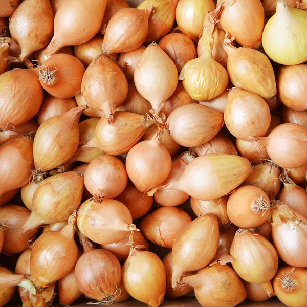 Ripe onions bulbs — Stock Photo, Image