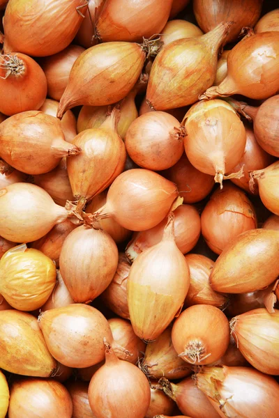 Ripe onions bulbs — Stock Photo, Image