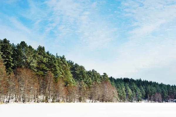 Zimní den v lese — Stock fotografie