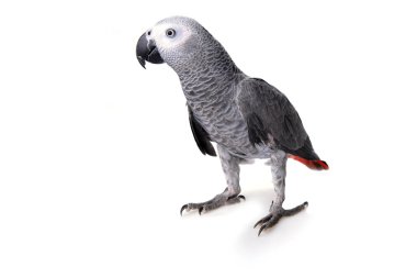 Afrika gri papağanı