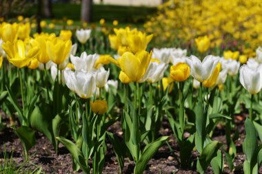 Sarı ve beyaz laleler