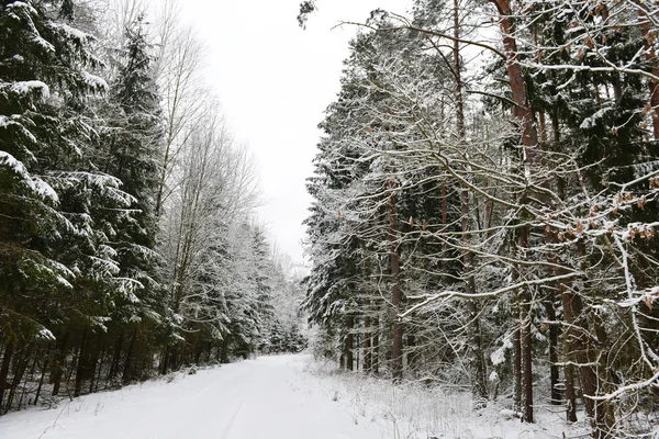 Woud bedekt met sneeuw — Stockfoto