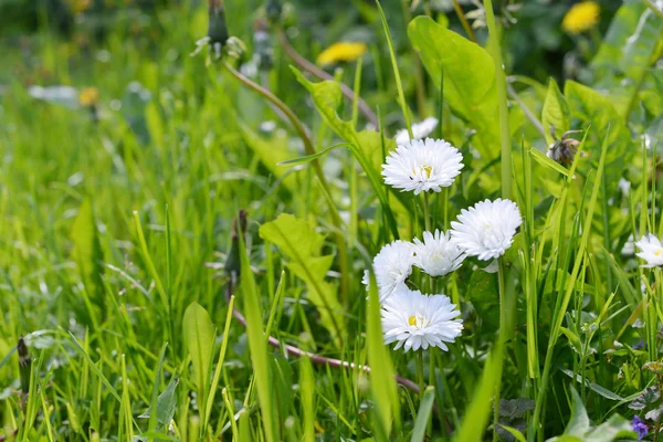 Witte madeliefjes bloemen — Stockfoto