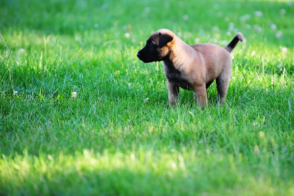 Puppy belgian shepherd — Stock Photo, Image
