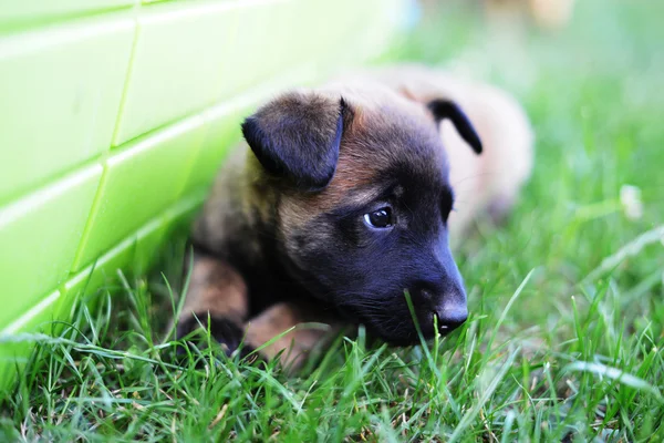Gembala Puppy Belgian — Stok Foto