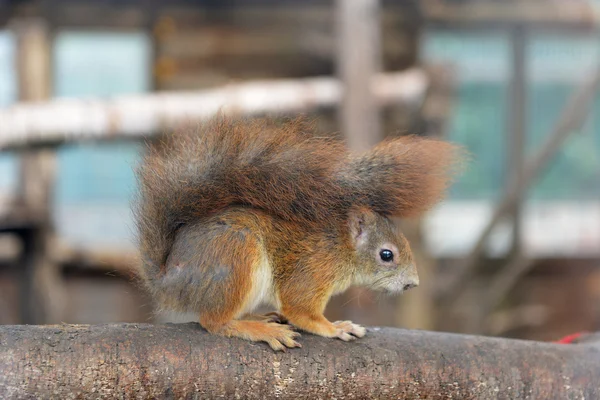 Red squirrel on tree — Stock Photo, Image