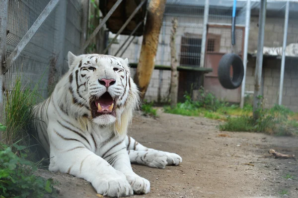 Biały tygrys w zoo — Zdjęcie stockowe