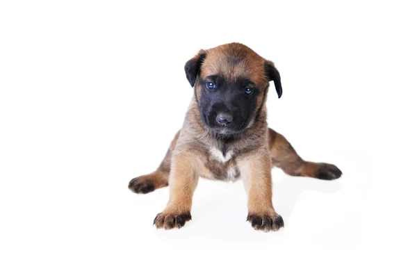 Schattige jonge puppy — Stockfoto