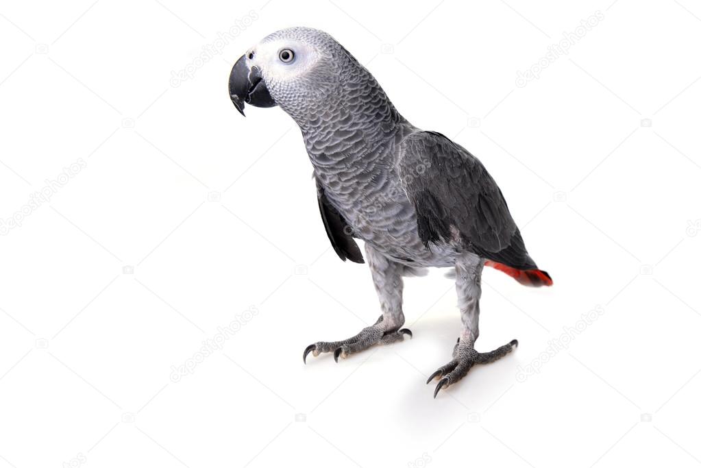 African gray Stock Photo by ©Taden1 96985972