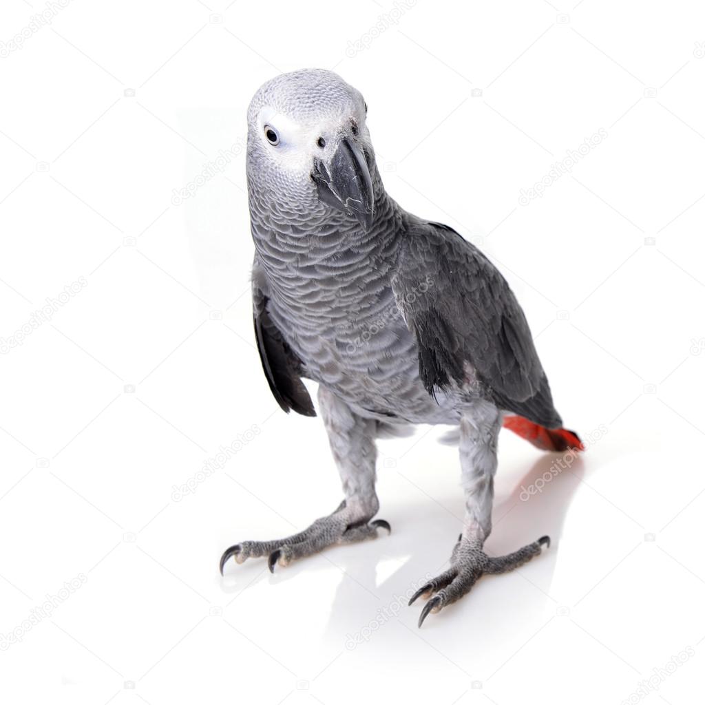 african gray parrot