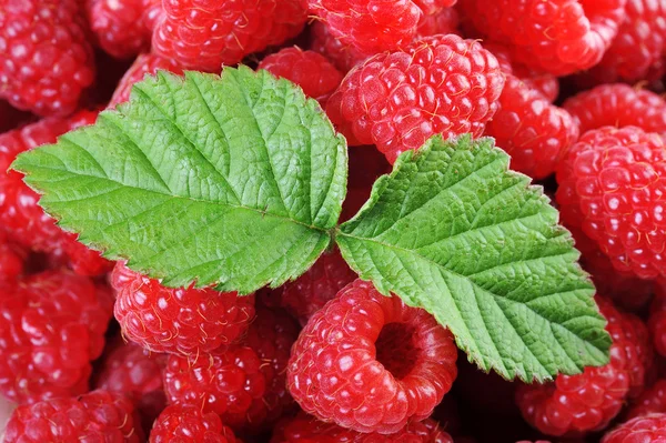 Reife rote Himbeeren — Stockfoto