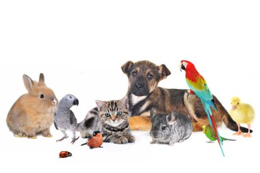 group of cute animals clipart