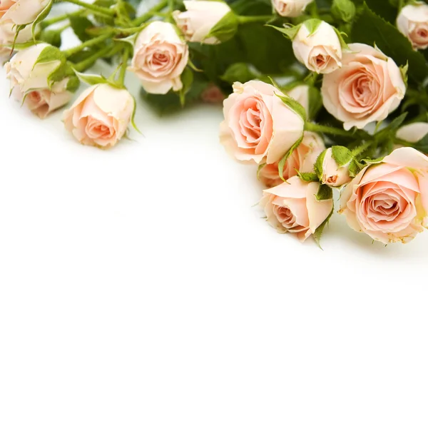 Schöne rosa Rosen — Stockfoto