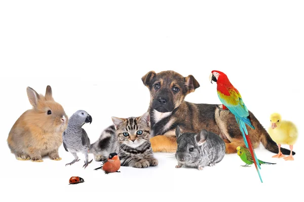 Groep van schattige dieren — Stockfoto