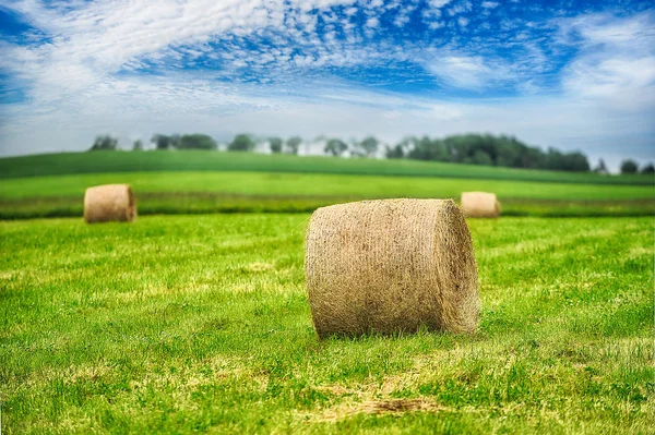 Récolte du foin dans des meules de foin — Photo