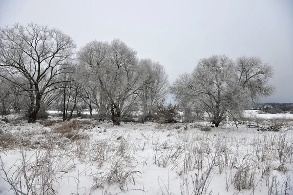Bevroren bomen in veld — Stockfoto