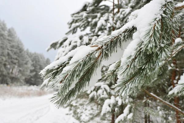 Camino forestal cubierto de nieve — Foto de Stock