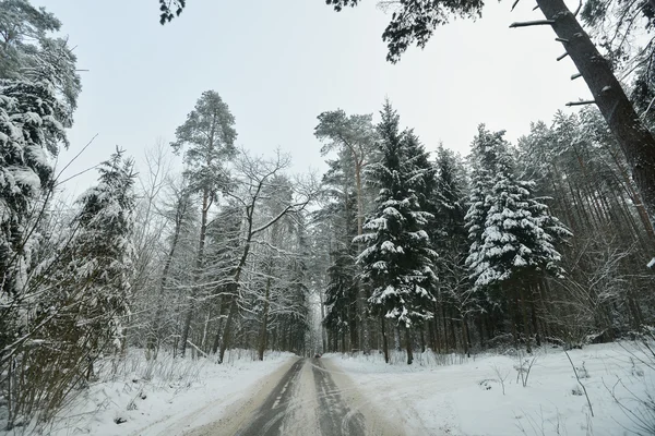 Besneeuwde bos weg — Stockfoto